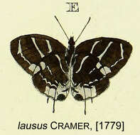 Image of Thereus lausus (Cramer 1782)