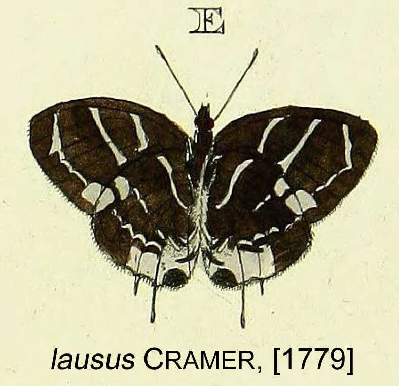 Image of Thereus lausus (Cramer 1782)