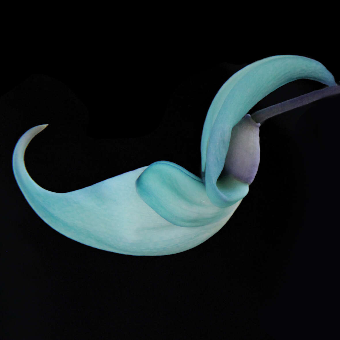 Image of Jade Vine