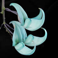 Image of Jade Vine