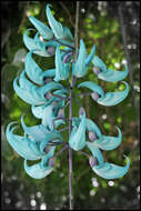 Image of Jade Vine