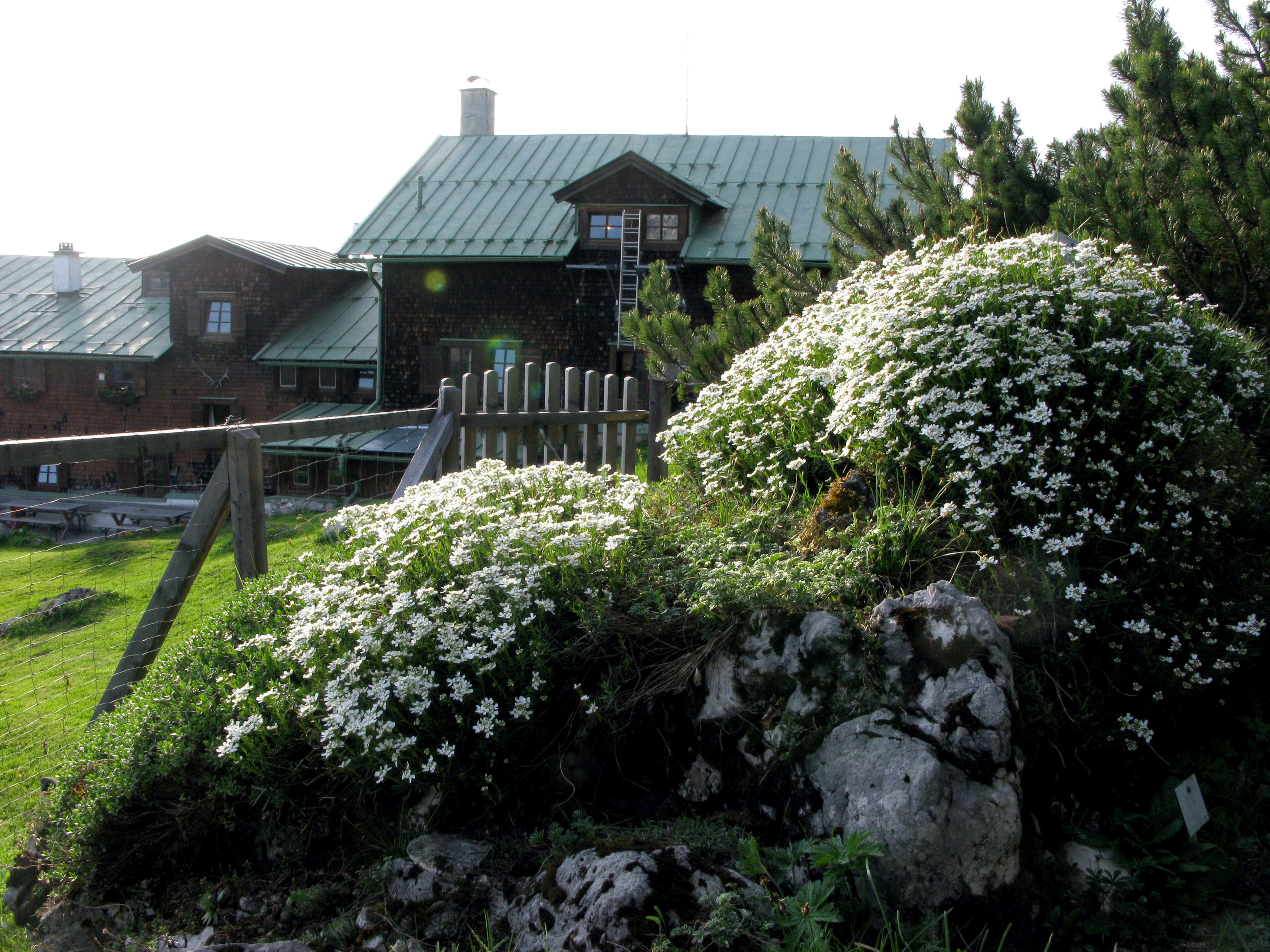 Imagem de Iberis sempervirens L.