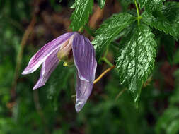 Слика од Clematis alpina (L.) Miller