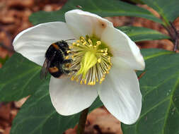 Image of black hellebore