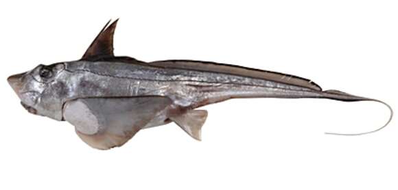 Image of Ogilby’s Ghostshark