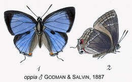 Image of Thereus oppia (Godman & Salvin 1887)