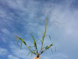 Imagem de Panicum hillmanii Chase