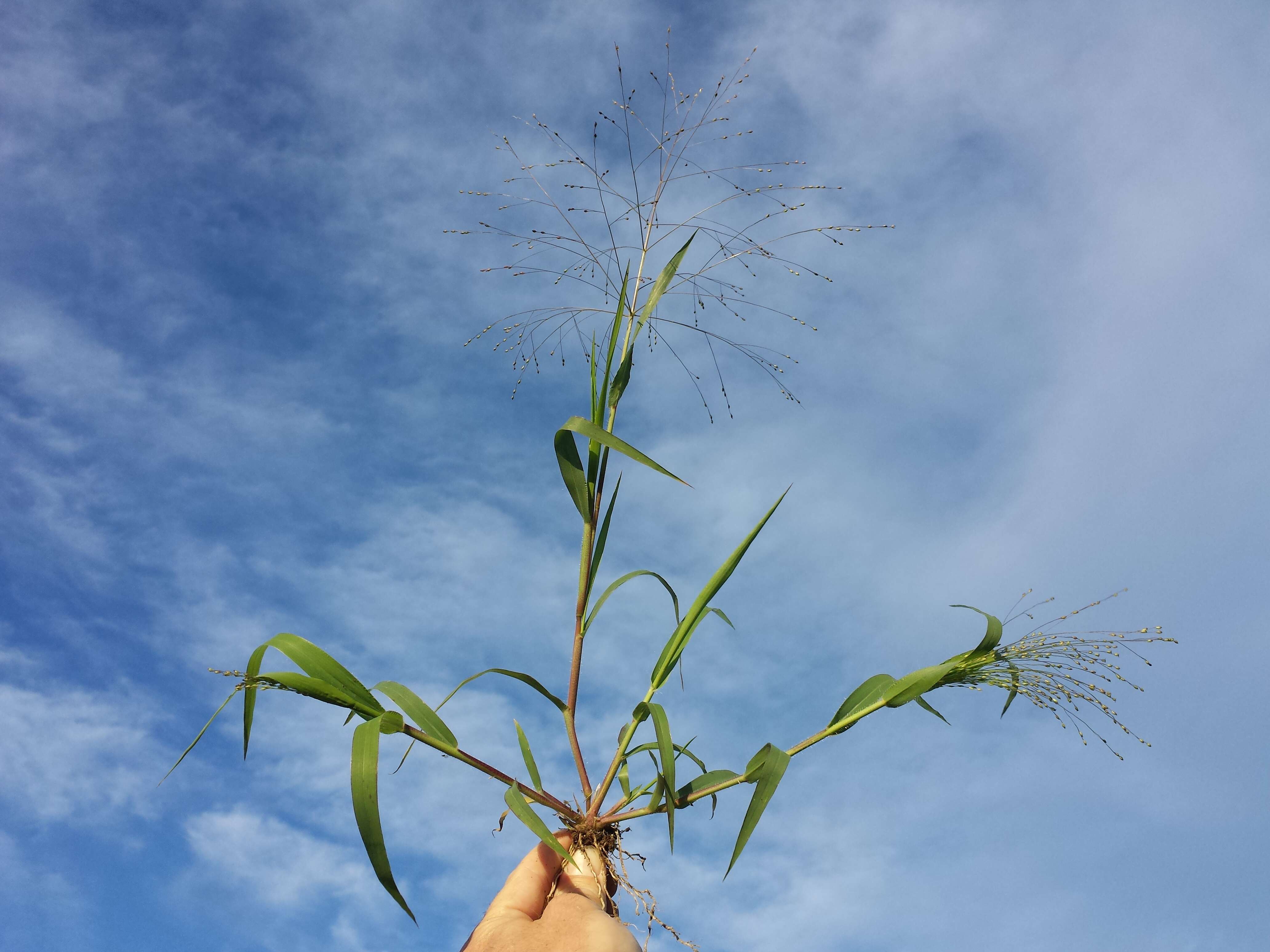 Imagem de Panicum hillmanii Chase