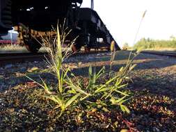 Imagem de Panicum hillmanii Chase