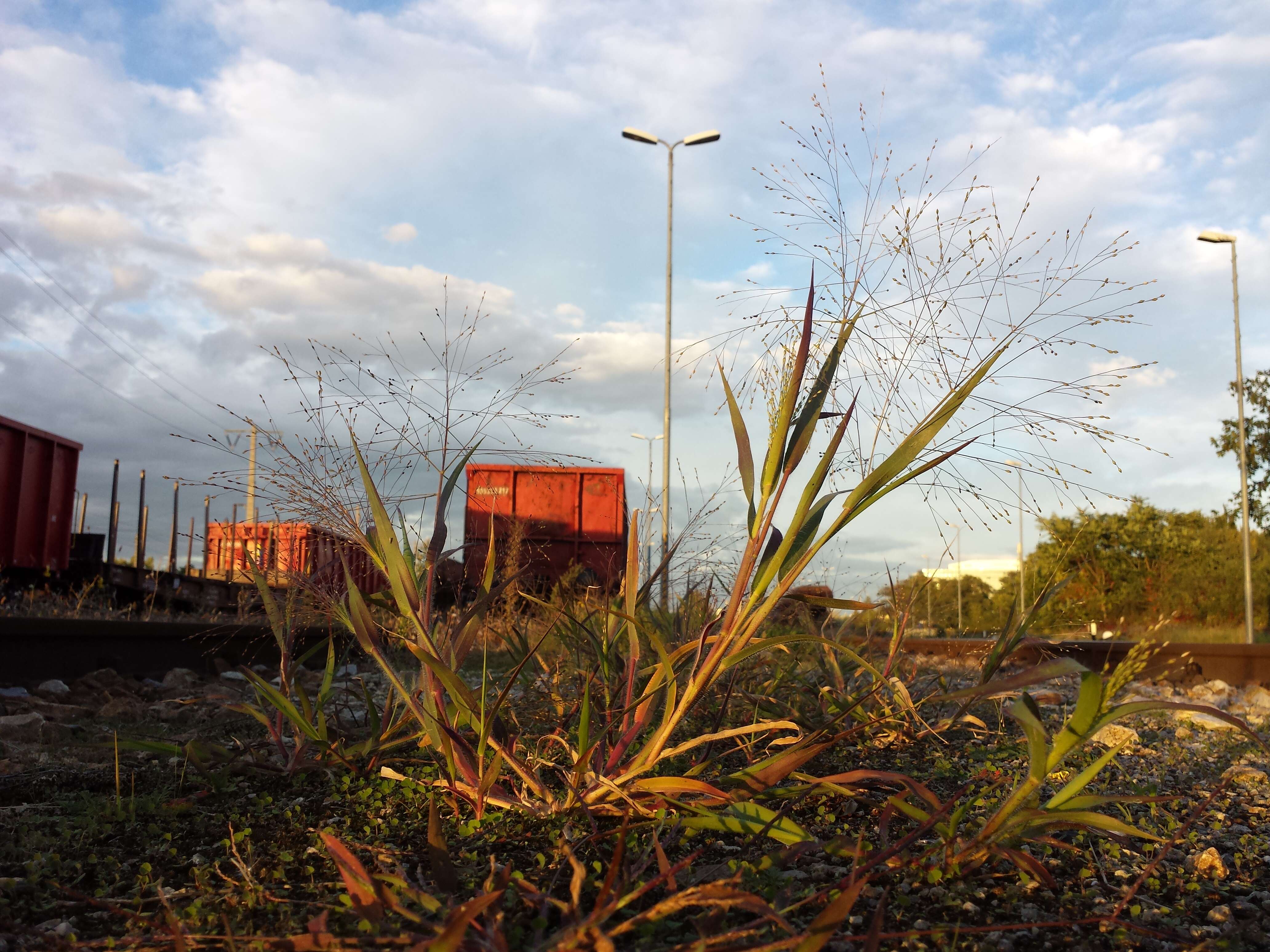 Imagem de Panicum hillmanii Chase