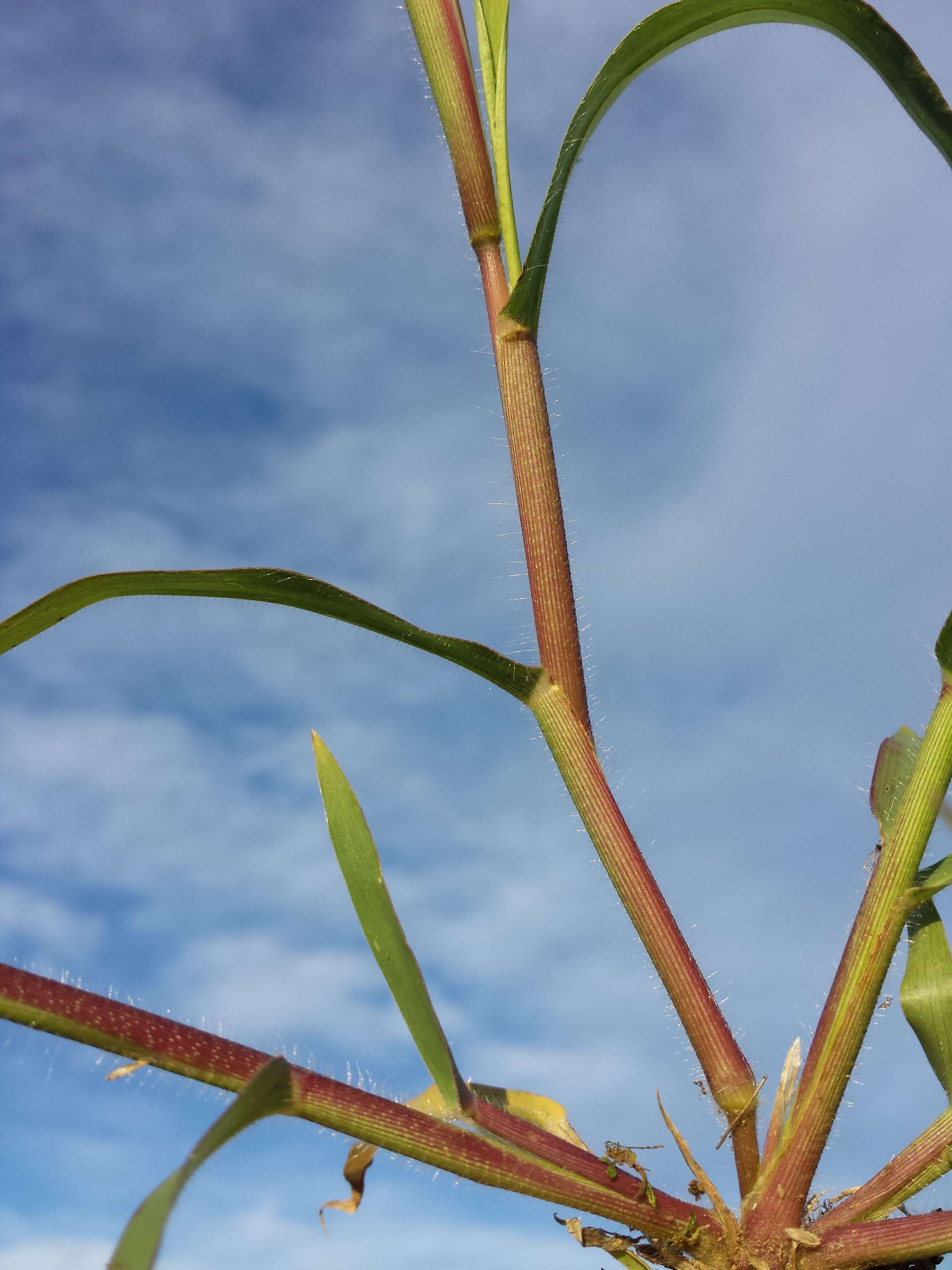 Image of Hillman's panicgrass