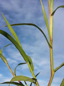 Imagem de Panicum hillmanii Chase