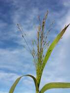 Image of Hillman's panicgrass