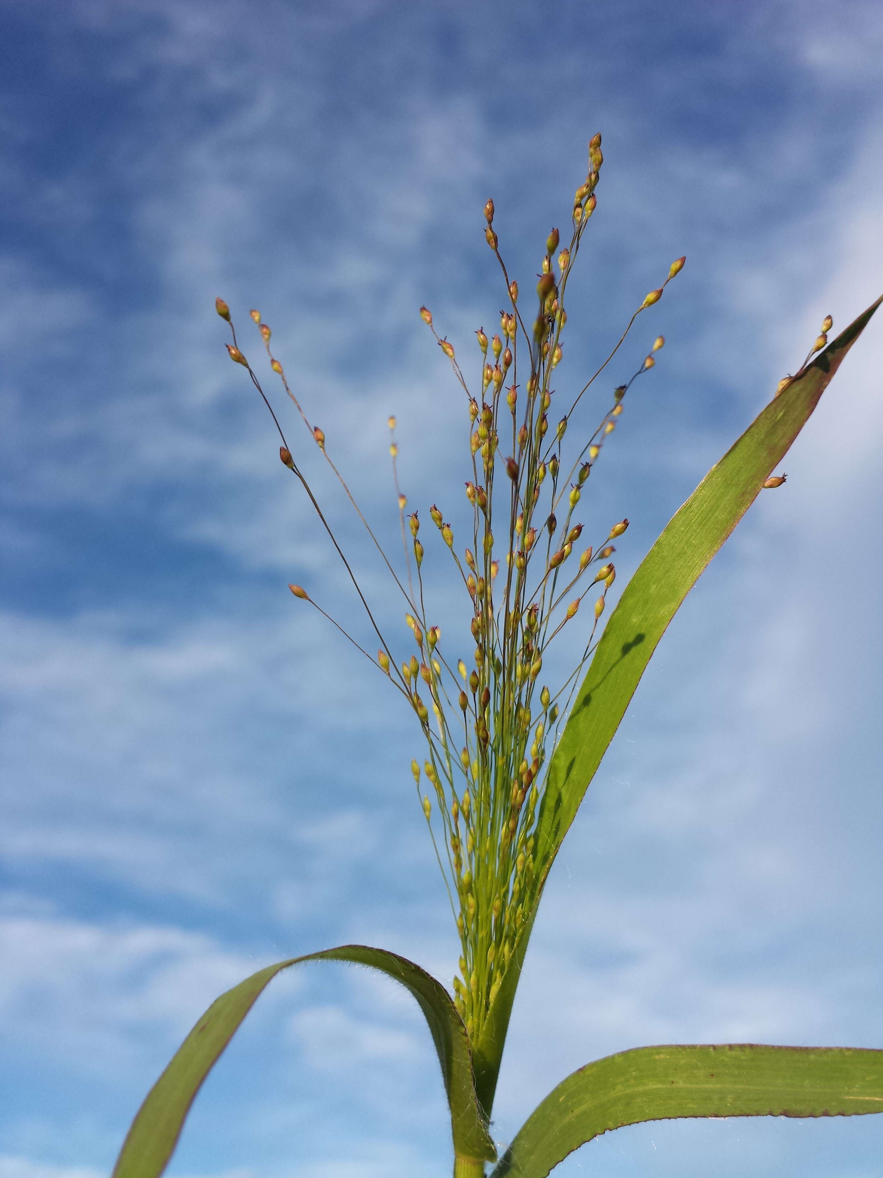 Imagem de Panicum hillmanii Chase