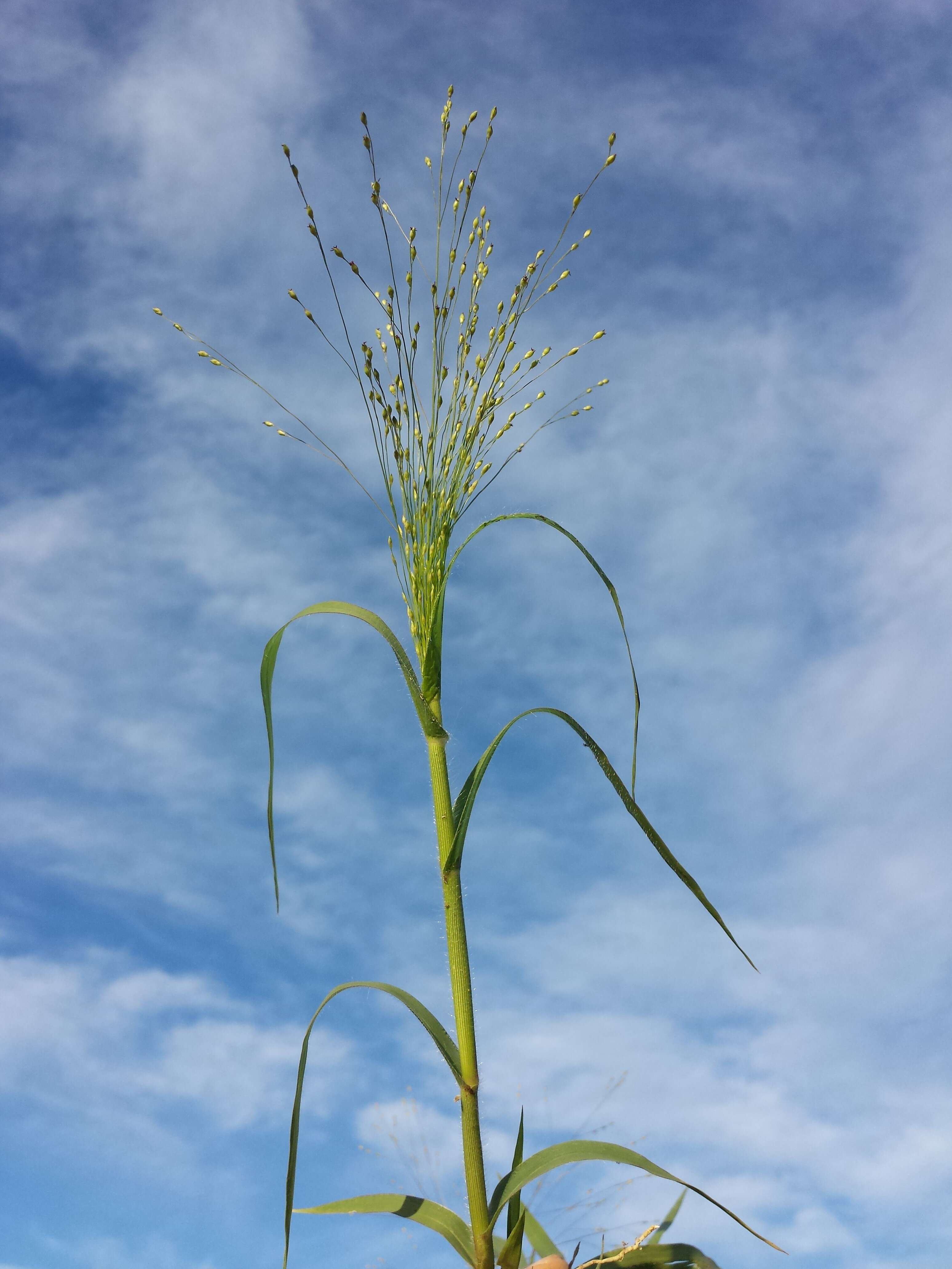 Imagem de Panicum hillmanii Chase