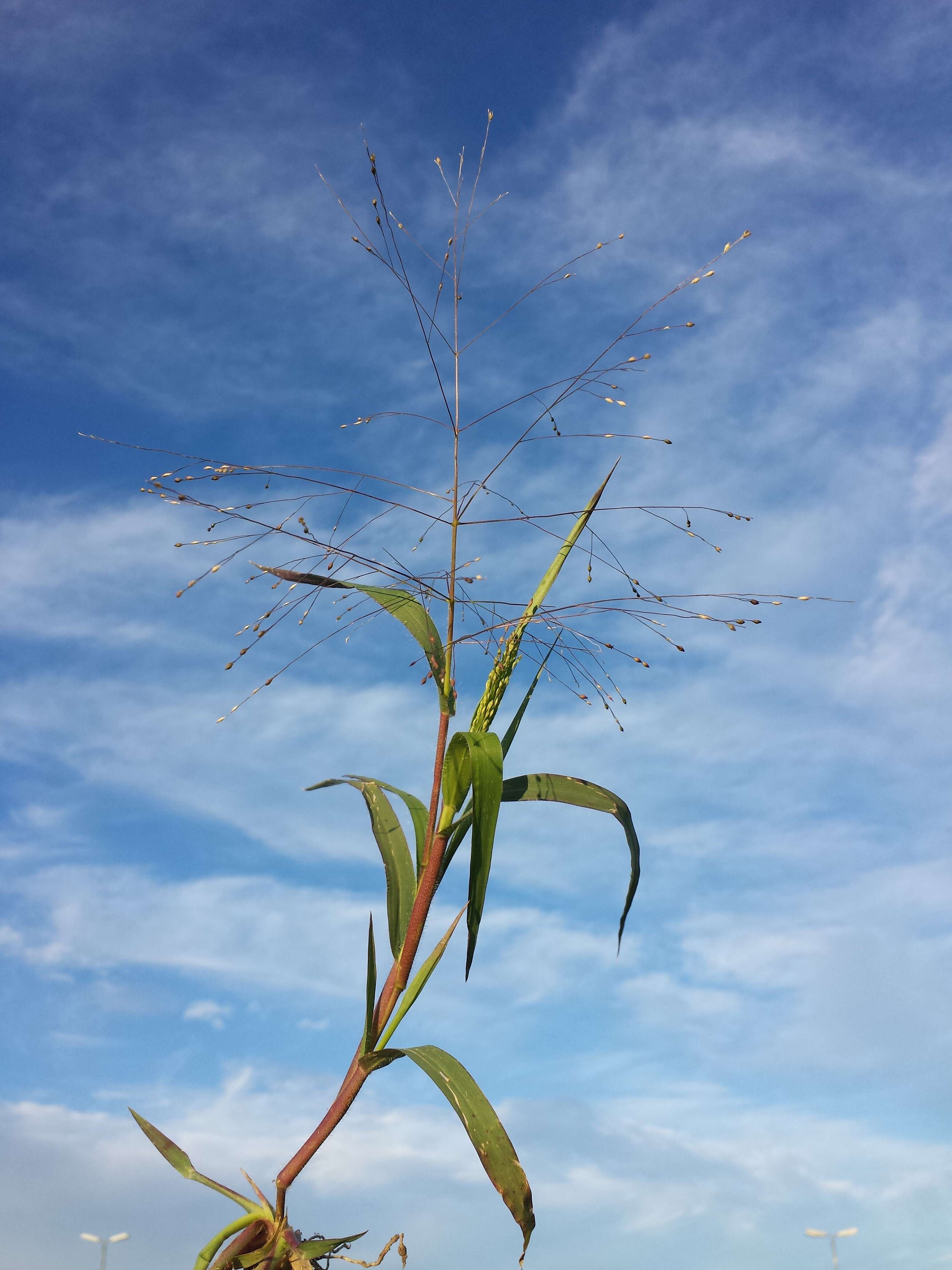 Imagem de Panicum hillmanii Chase