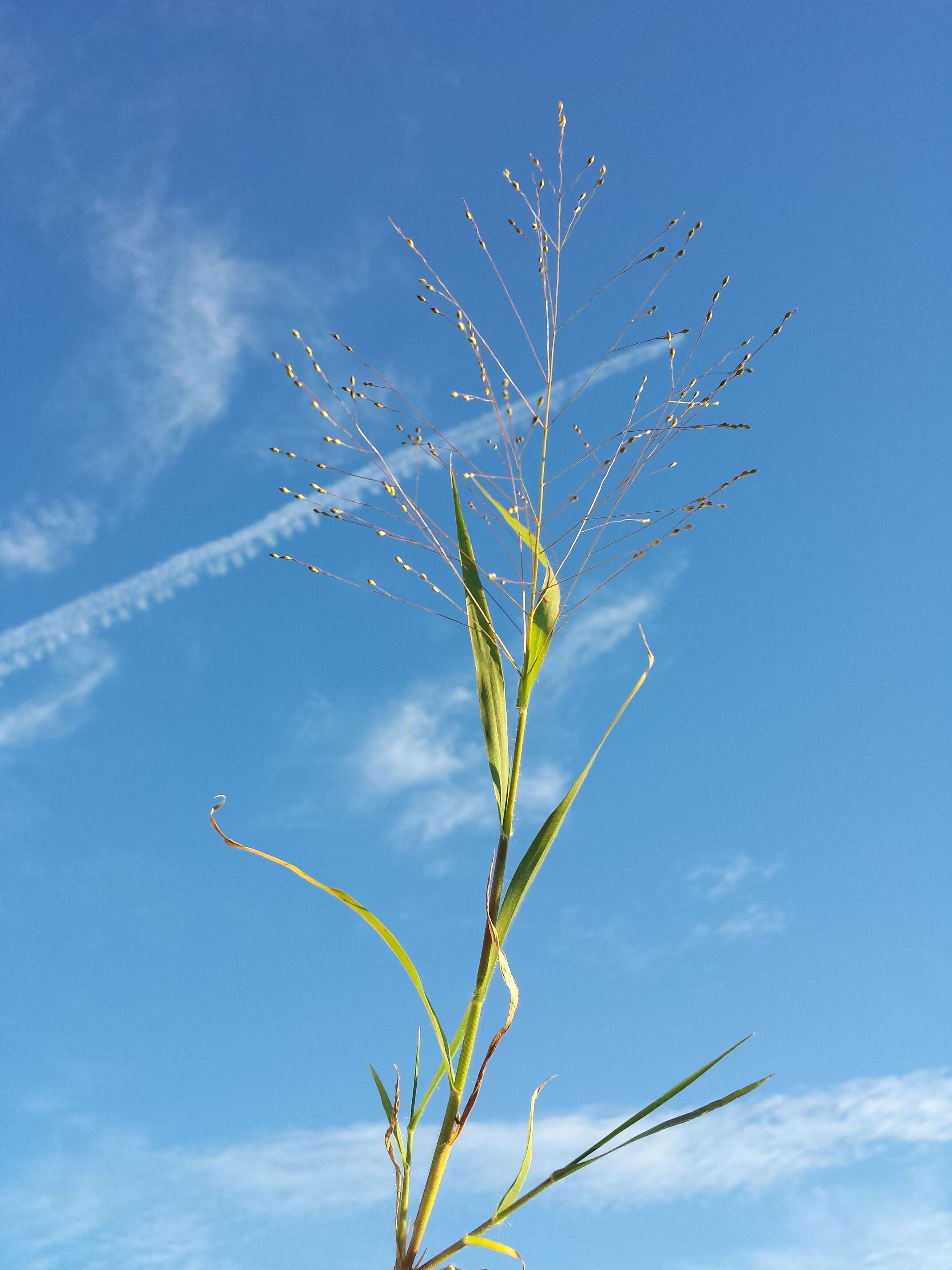 Imagem de Panicum hillmanii Chase