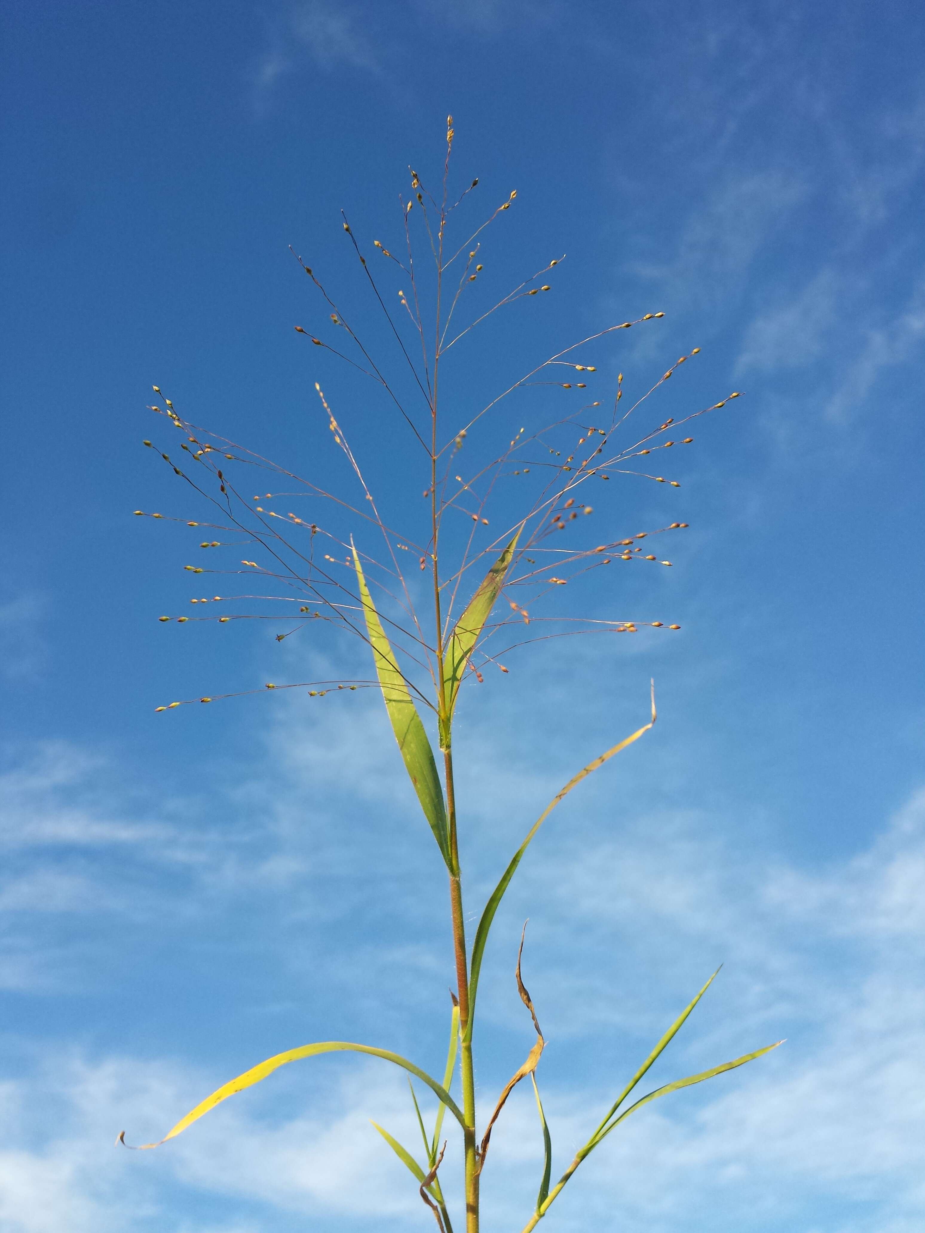 Image of Hillman's panicgrass