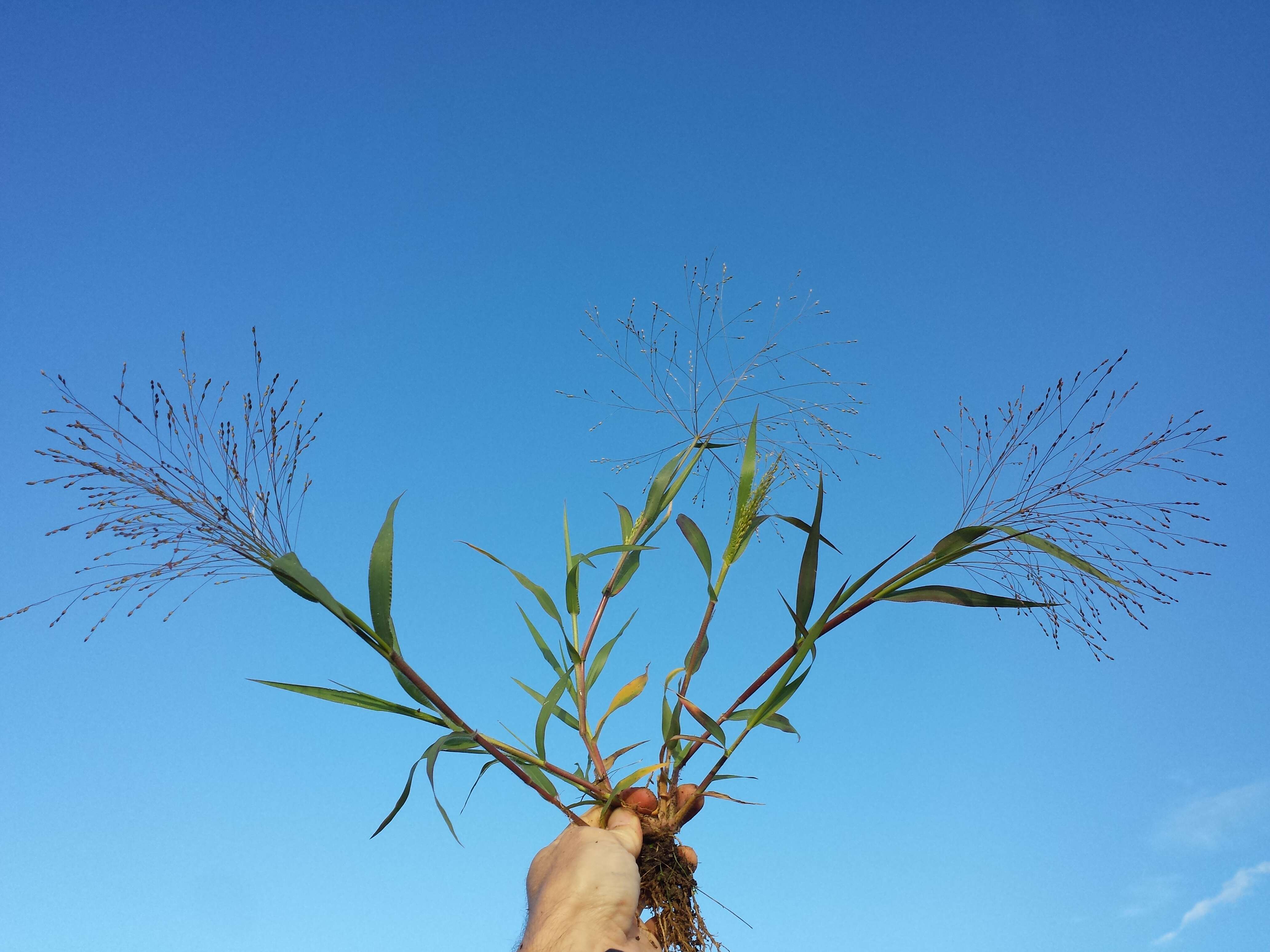 Imagem de Panicum hillmanii Chase