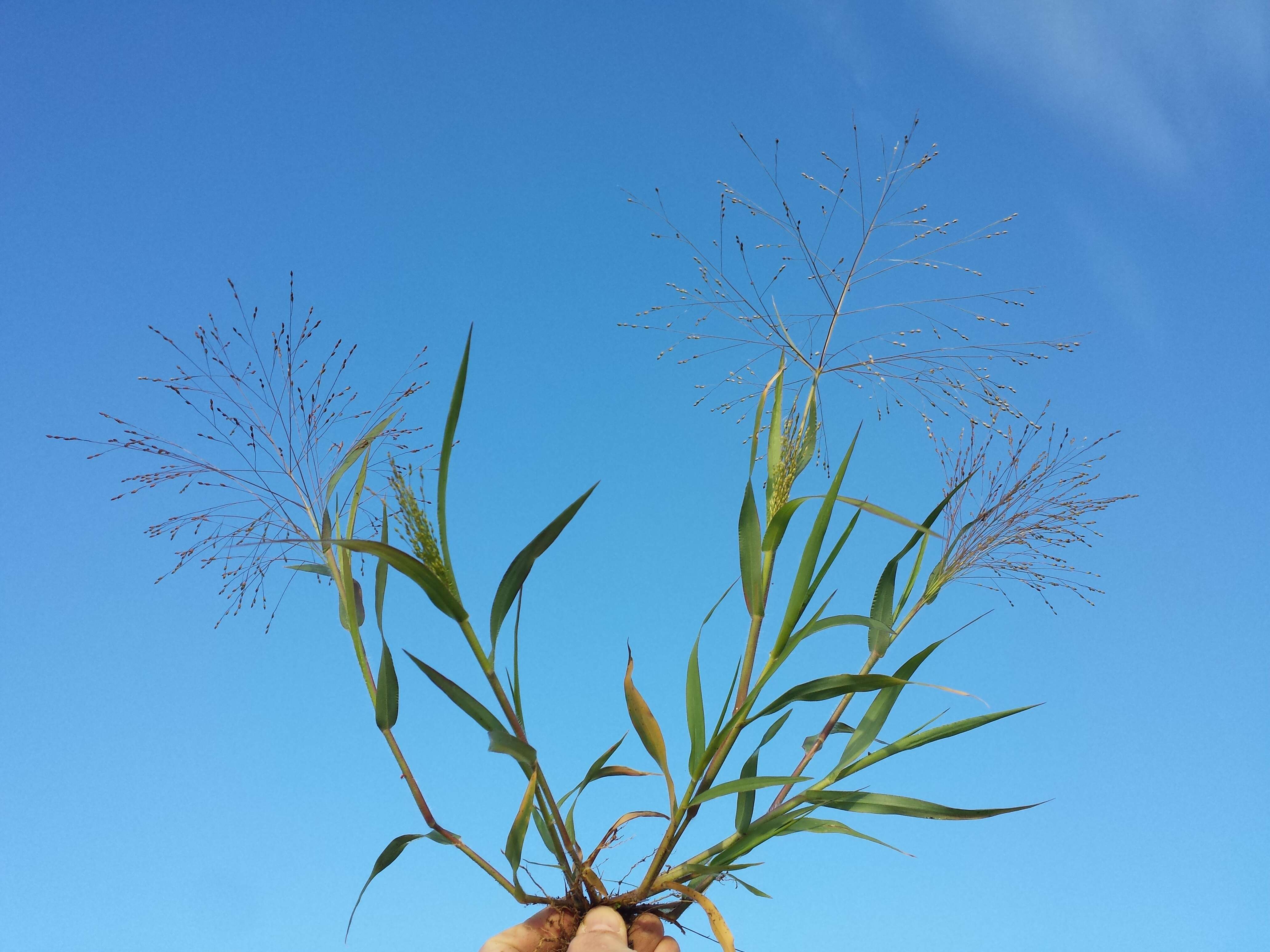 Imagem de Panicum hillmanii Chase