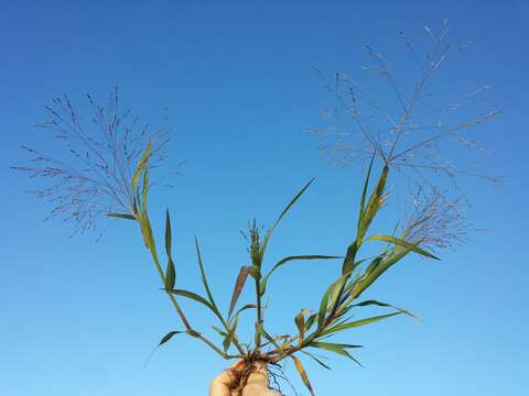 Imagem de Panicum hillmanii Chase