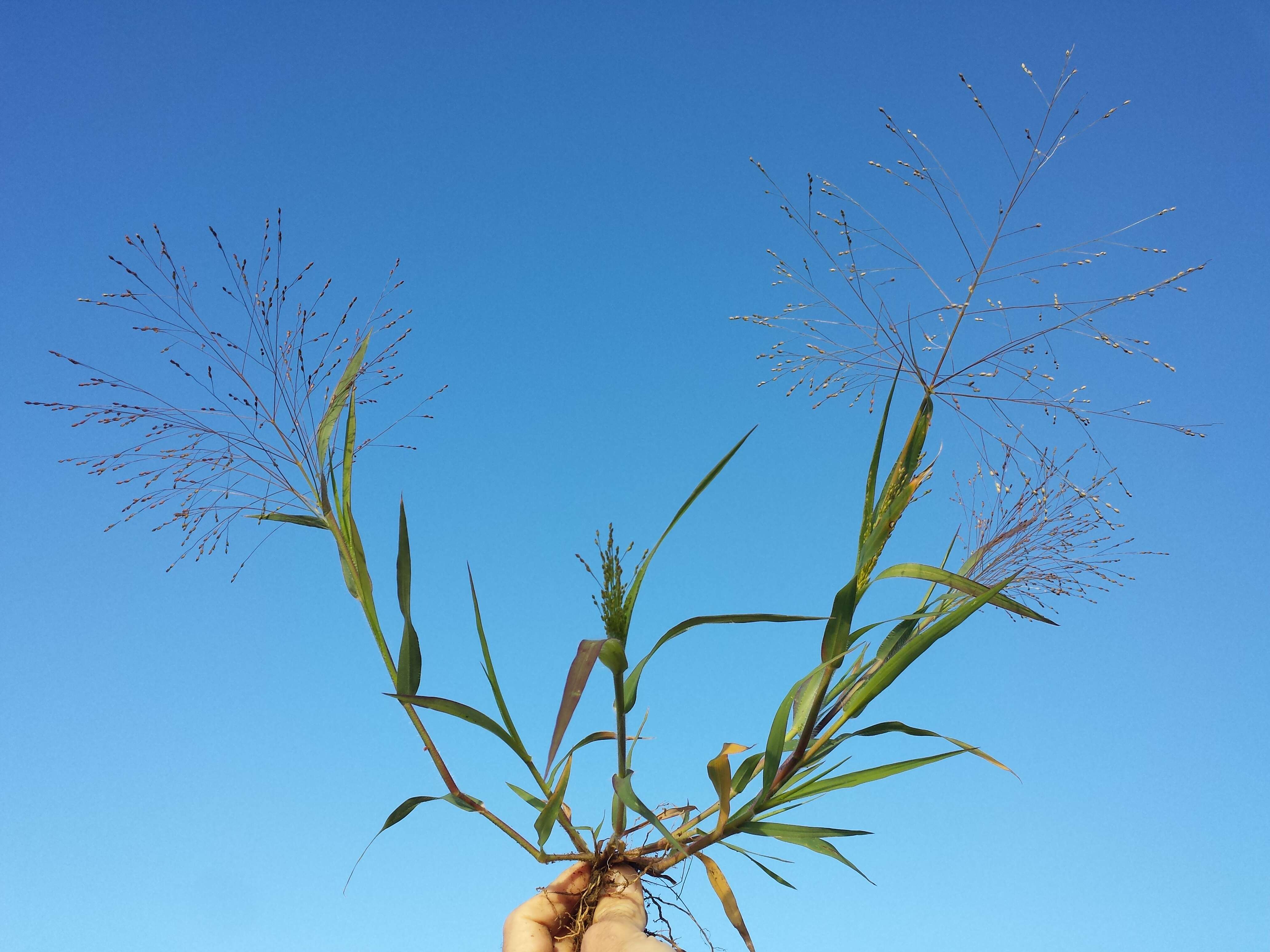 Image of Hillman's panicgrass