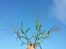 Image of Hillman's panicgrass