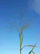 Imagem de Panicum hillmanii Chase