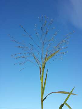 Imagem de Panicum hillmanii Chase