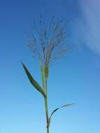 Image of Hillman's panicgrass