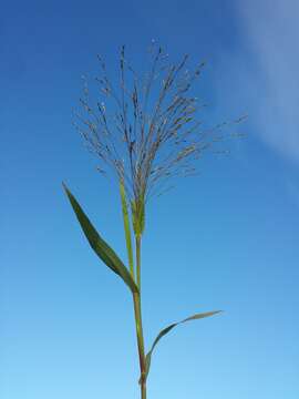 Imagem de Panicum hillmanii Chase