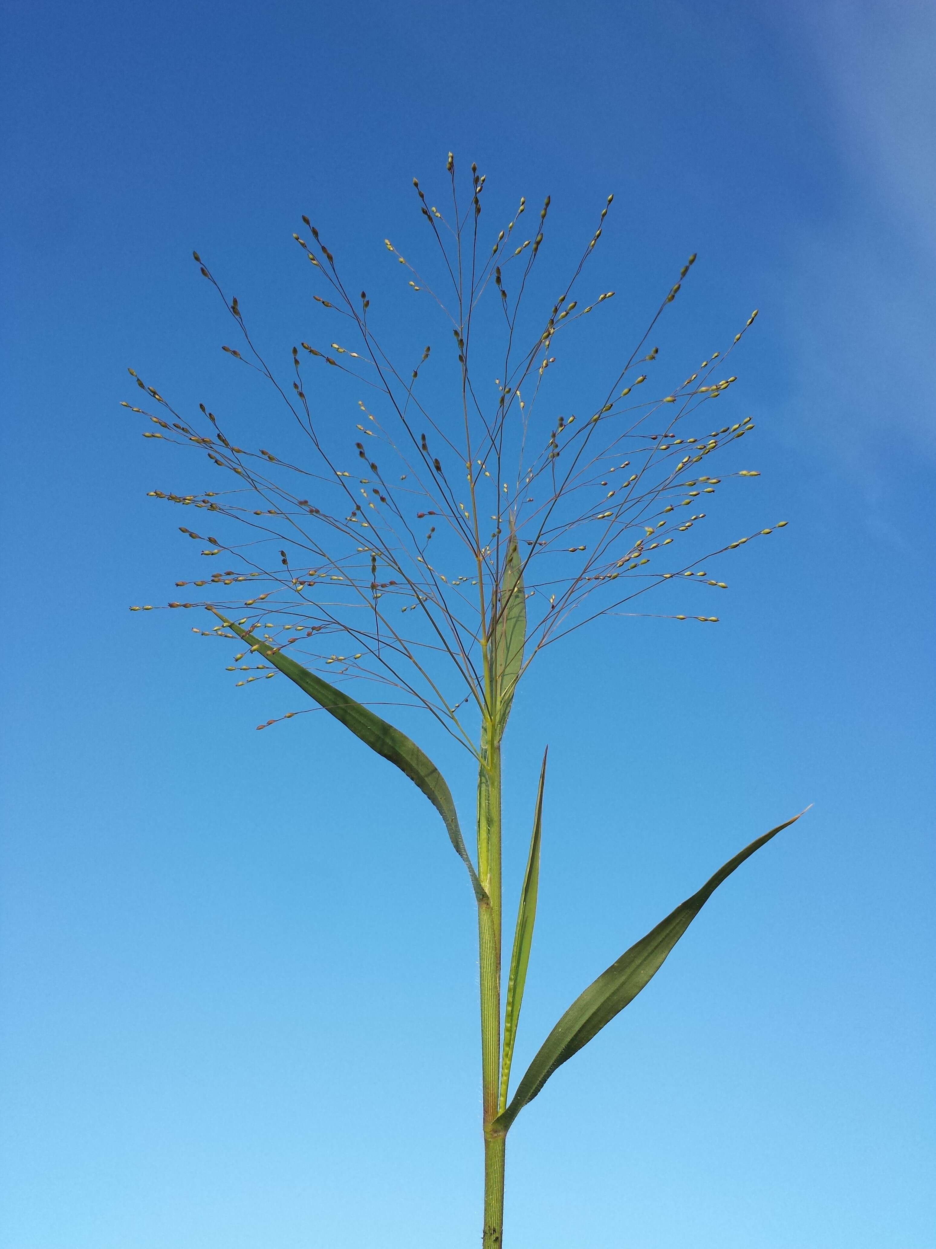 Imagem de Panicum hillmanii Chase