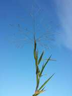 Image of Hillman's panicgrass