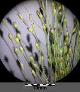 Image of Hillman's panicgrass