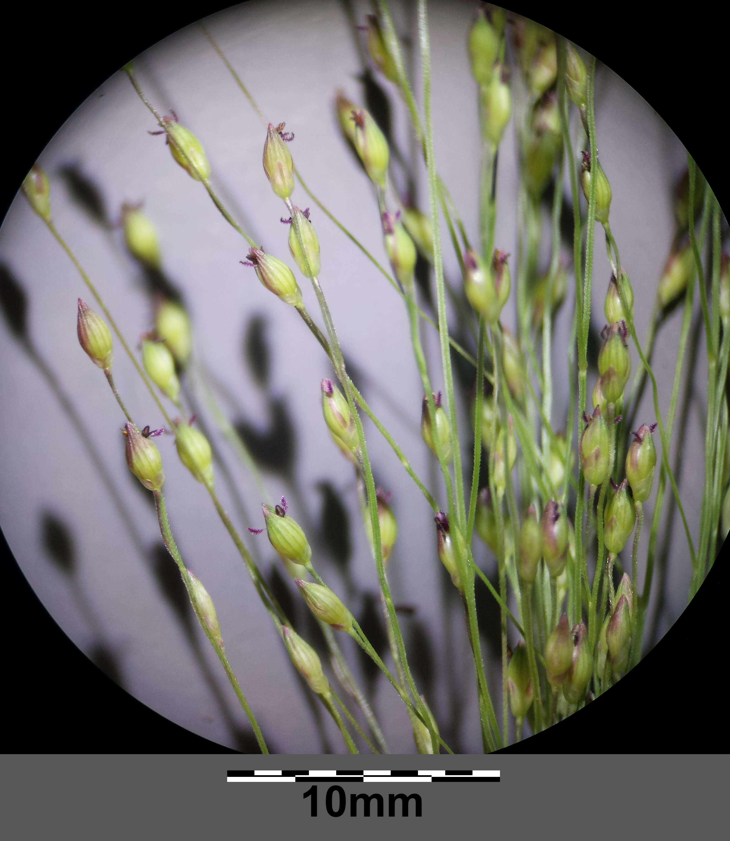 Imagem de Panicum hillmanii Chase