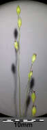 Imagem de Panicum hillmanii Chase