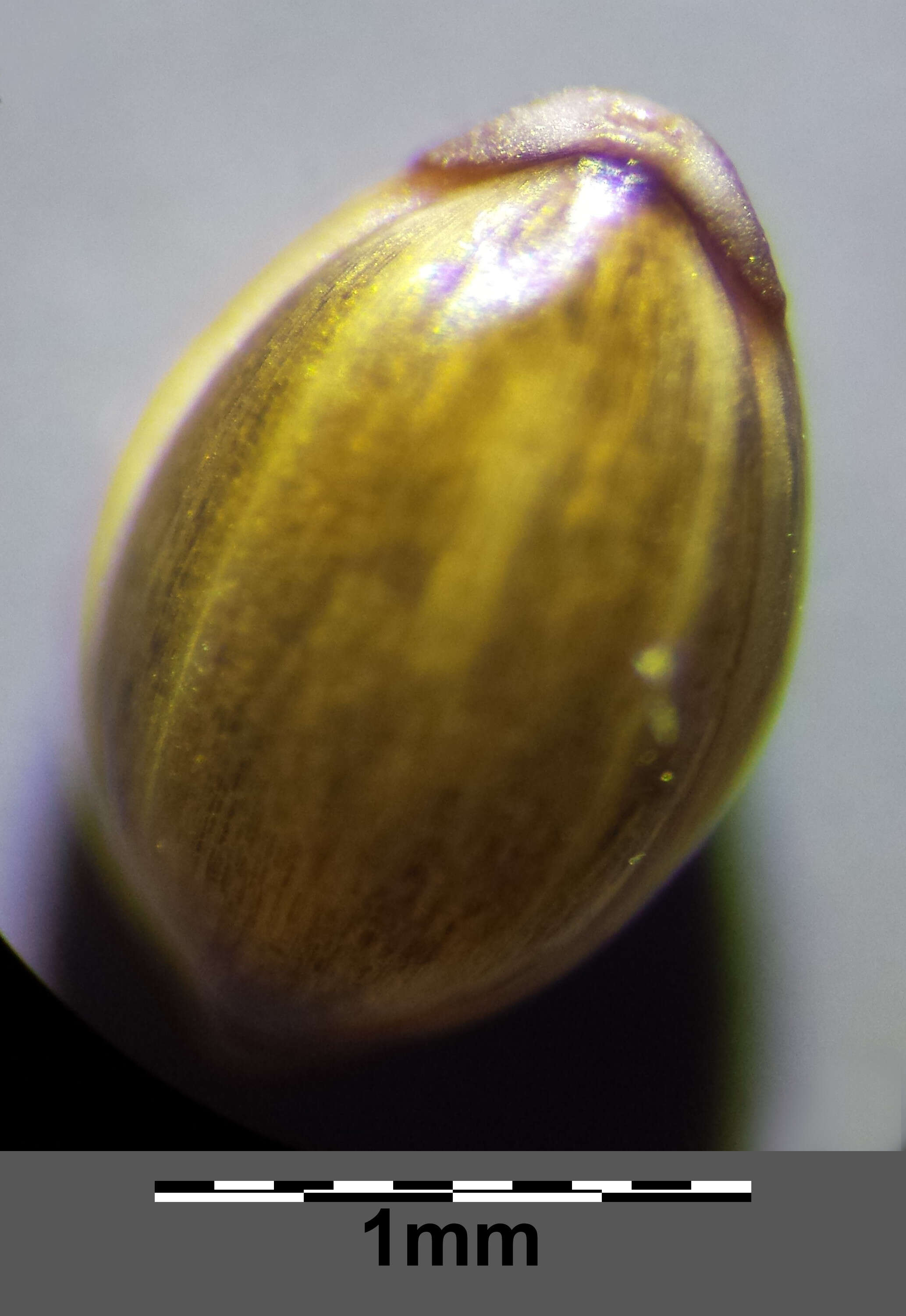 Image of Hillman's panicgrass