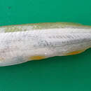 Image of Finescale Razorbelly Minnow