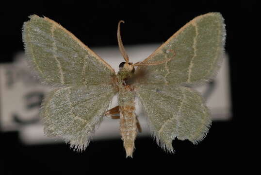 Image of Thin-lined Chlorochlamys Moth