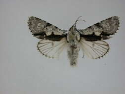 Imagem de Acronicta funeralis Grote & Robinson 1866