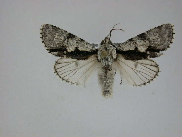 Image of Funerary Dagger Moth