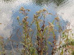 Imagem de Solidago gigantea Ait.