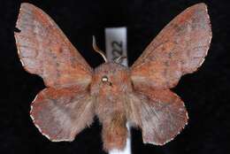 Image of American Lappet Moth