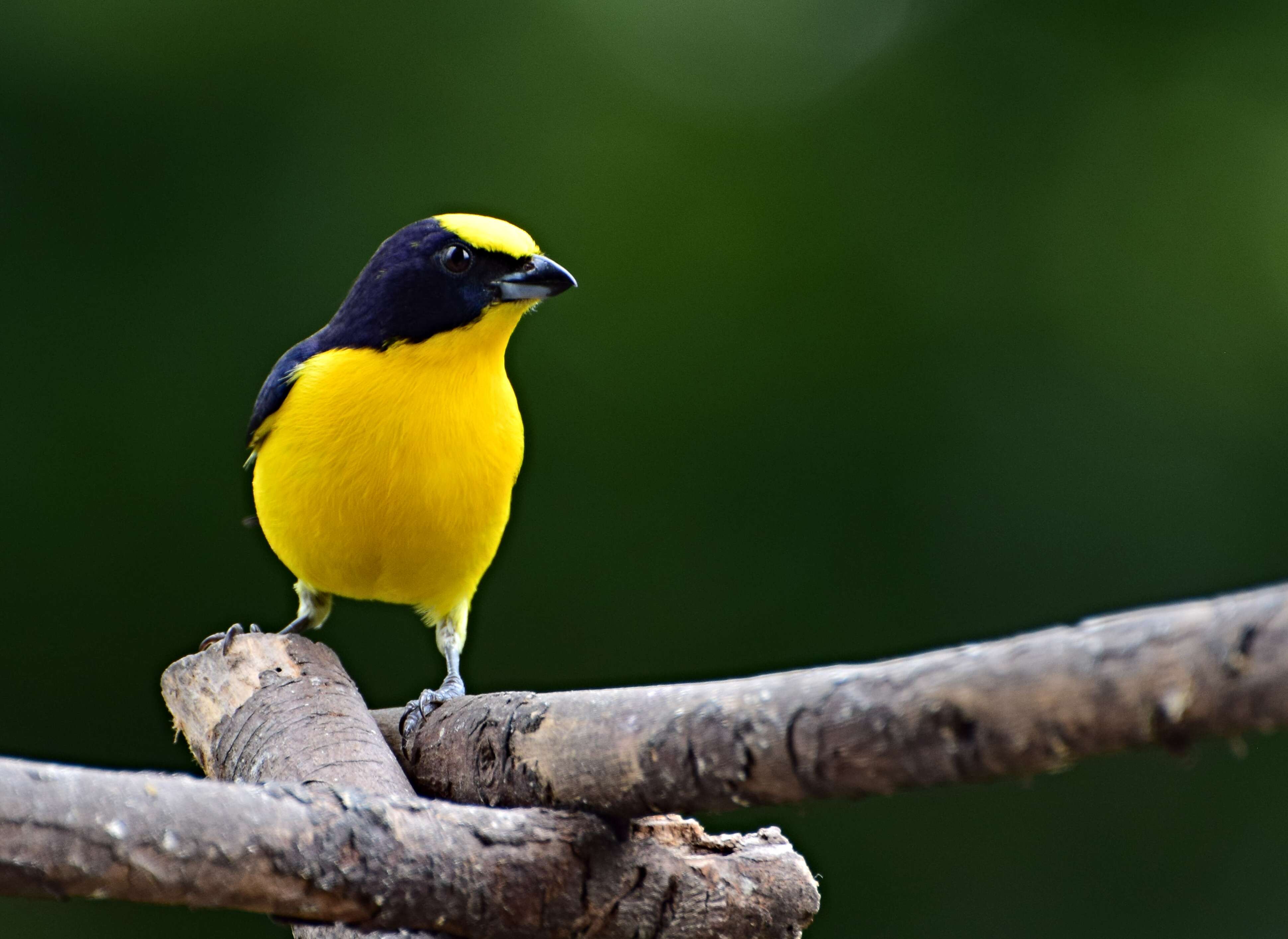 Image of Thick-billed Euphonia