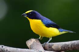 Image of Thick-billed Euphonia