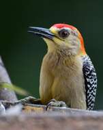 Image of Red-crowned Woodpecker