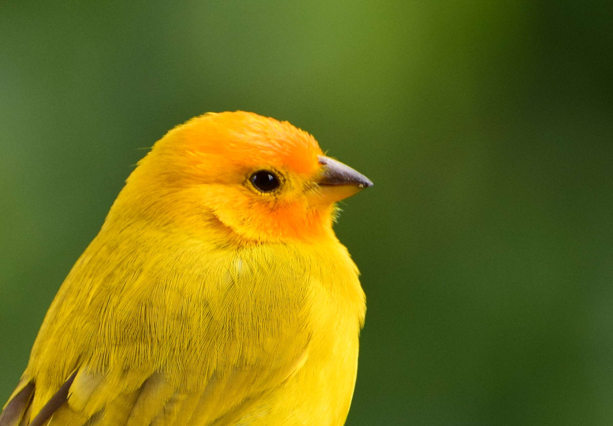 Image of Saffron Finch