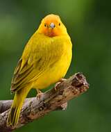 Image of Saffron Finch