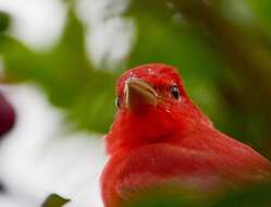 Imagem de Sanhaçu-vermelho