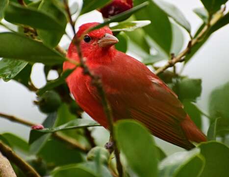 Imagem de Sanhaçu-vermelho